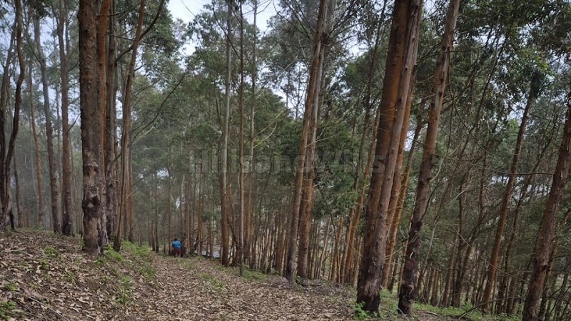 ₹85 Lac&nbsp;|&nbsp;2.15 acres  panoramic view agriculture land for sale  in poombarai kodaikanal