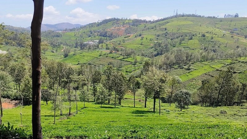 ₹1.40 Cr&nbsp;|&nbsp;40 cents  tea garden land for sale  in kallatty village kotagiri