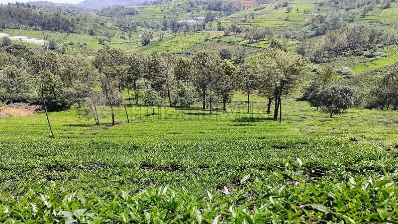 ₹1.40 Cr&nbsp;|&nbsp;40 cents  tea garden land for sale  in kallatty village kotagiri