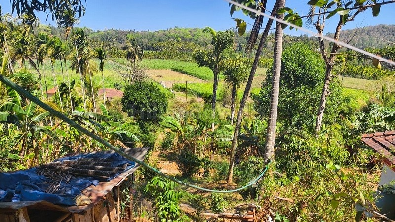 ₹35 Lac&nbsp;|&nbsp;1.5 acres coffee estate for sale  in gudalur