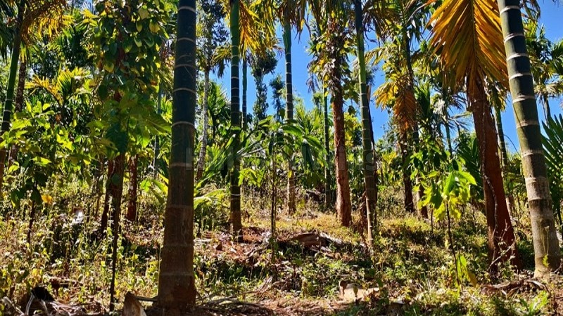 ₹35 Lac&nbsp;|&nbsp;1.5 acres coffee estate for sale  in gudalur