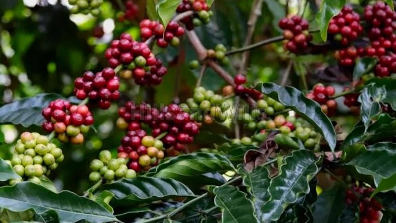 ₹35 Lac&nbsp;|&nbsp;1.5 acres coffee estate for sale  in gudalur