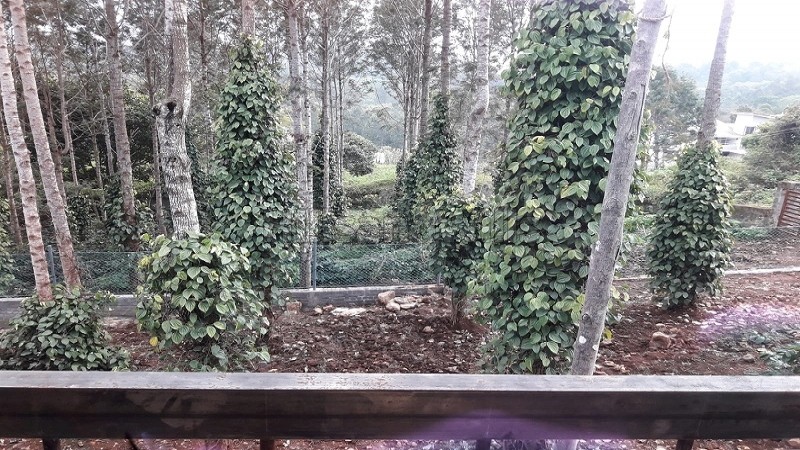 ₹9 Cr&nbsp;|&nbsp;7000 sq. ft resort for sale  in yercaud along with 8000 sq.ft. land