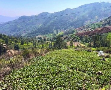 64 cents agriculture land for sale in denadukombai ooty 64 cents agriculture land for sale in denadukombai ooty
