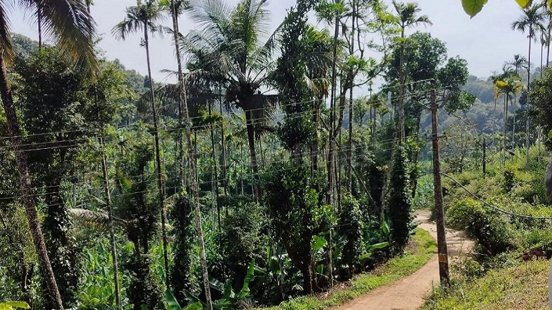 ₹75 Lac&nbsp;|&nbsp;3 acres agriculture land for sale  in oddappati agali kerala