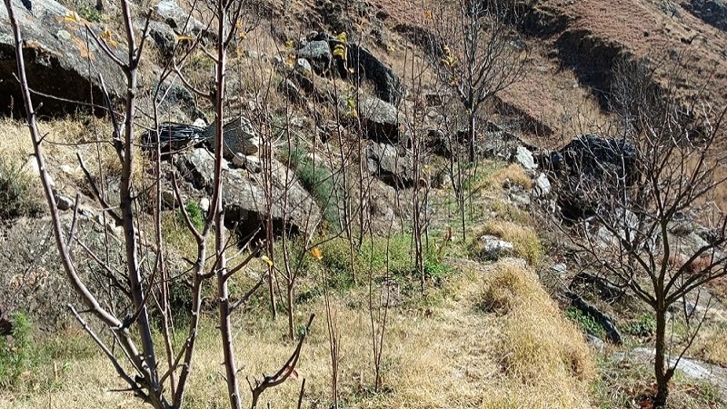₹4 Cr&nbsp;|&nbsp;10 bigha  apple orchard for sale  in kinnaur near shimla