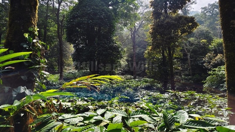 ₹4 Cr&nbsp;|&nbsp;10 acres cardamom estate for sale  in vythiri wayanad