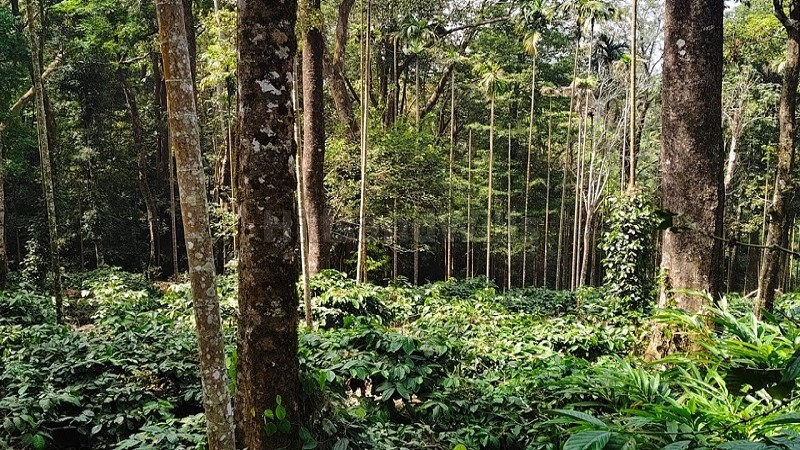 ₹4 Cr&nbsp;|&nbsp;10 acres cardamom estate for sale  in vythiri wayanad