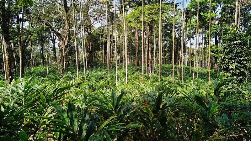 ₹4 Cr&nbsp;|&nbsp;10 acres cardamom estate for sale  in vythiri wayanad