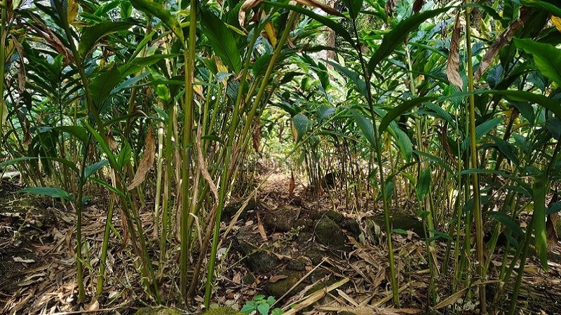 ₹4 Cr&nbsp;|&nbsp;10 acres cardamom estate for sale  in vythiri wayanad