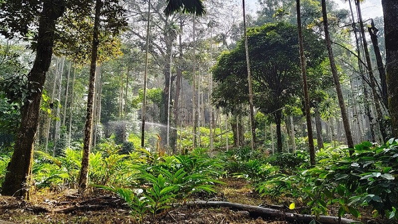 ₹4 Cr&nbsp;|&nbsp;10 acres cardamom estate for sale  in vythiri wayanad