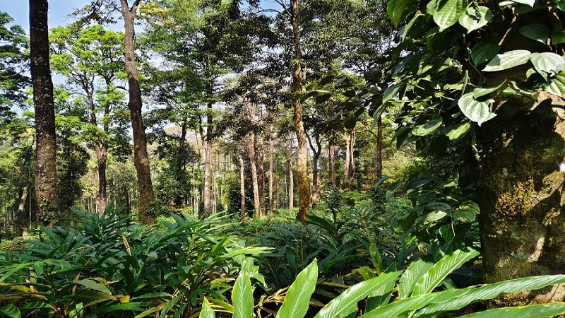 ₹4 Cr&nbsp;|&nbsp;10 acres cardamom estate for sale  in vythiri wayanad