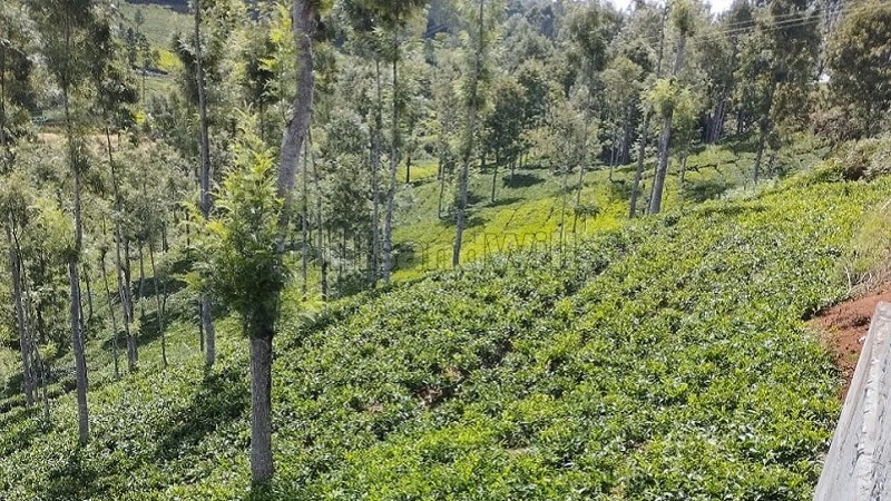 ₹4 Cr&nbsp;|&nbsp;100 cents agriculture land for sale  in pandian nagar kotagiri