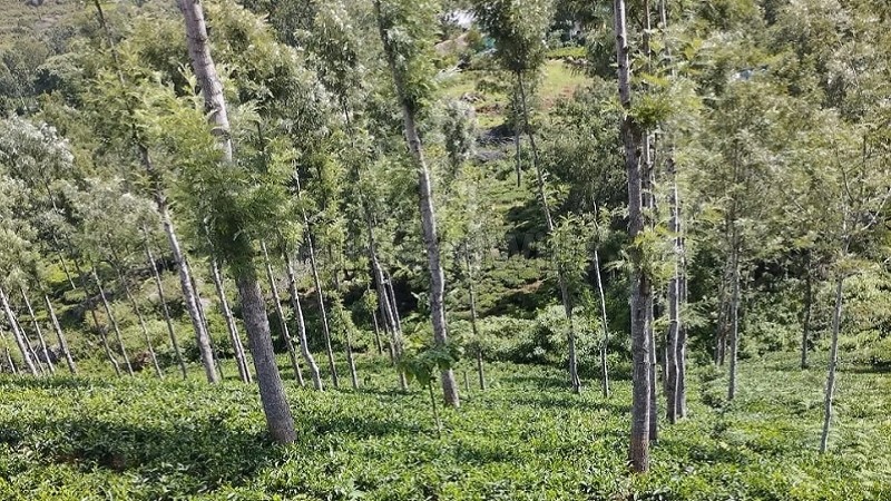 ₹4 Cr&nbsp;|&nbsp;100 cents agriculture land for sale  in pandian nagar kotagiri