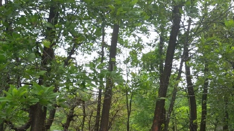 ₹12.50 Lac&nbsp;|&nbsp;5 acres  land with strawberry plantation for sale  in kasrud mahabaleshwar