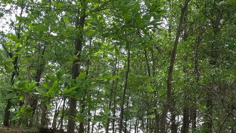 ₹12.50 Lac&nbsp;|&nbsp;5 acres  land with strawberry plantation for sale  in kasrud mahabaleshwar