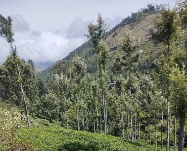 1.23 acres  tea plantation land for sale  in pandian nagar kotagiri