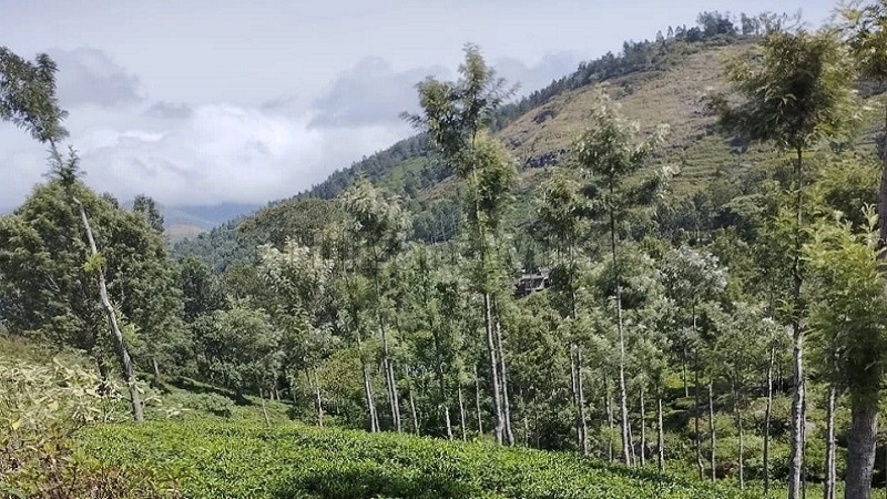 ₹4.92 Cr&nbsp;|&nbsp;1.23 acres  tea plantation land for sale  in pandian nagar kotagiri