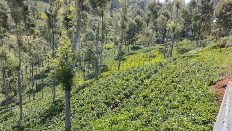 ₹4.92 Cr&nbsp;|&nbsp;1.23 acres  tea plantation land for sale  in pandian nagar kotagiri