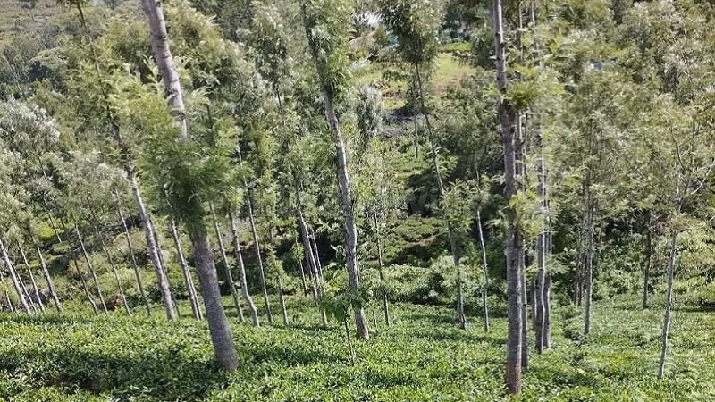 ₹4.92 Cr&nbsp;|&nbsp;1.23 acres  tea plantation land for sale  in pandian nagar kotagiri