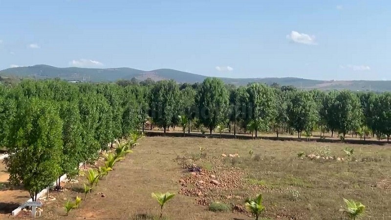 ₹35.70 Lac - 69.70 Lac | 21 cents - 41 cents gated red sandalwood farm plots for sale in eastern ghats foothills near thiruvallur chennai