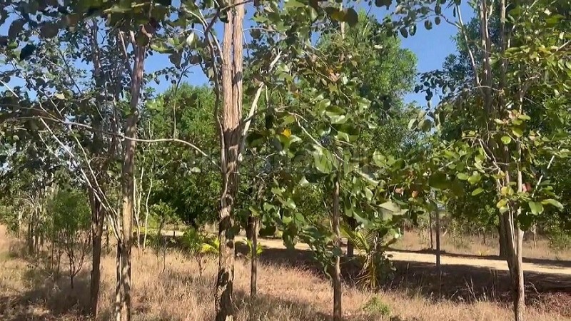 ₹35.70 Lac - 69.70 Lac | 21 cents - 41 cents gated red sandalwood farm plots for sale in eastern ghats foothills near thiruvallur chennai