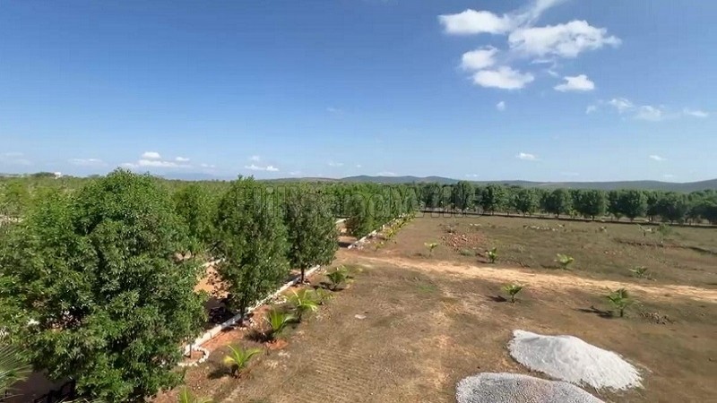 ₹35.70 Lac - 69.70 Lac | 21 cents - 41 cents gated red sandalwood farm plots for sale in eastern ghats foothills near thiruvallur chennai