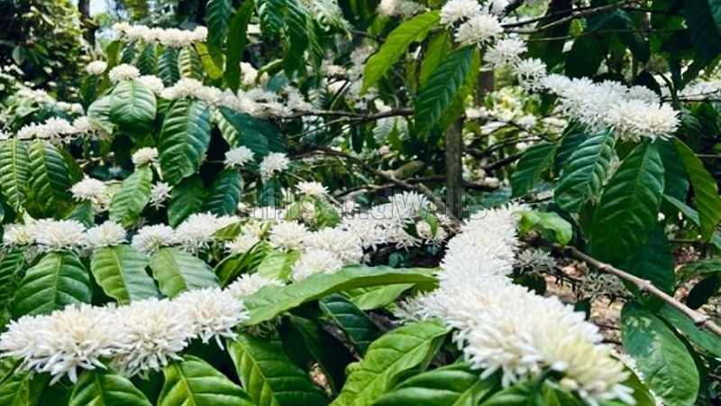 ₹20 Cr&nbsp;|&nbsp;25 acres coffee estate for sale  in sakleshpur near chikmagalur