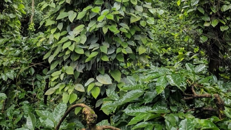 ₹20 Cr&nbsp;|&nbsp;25 acres coffee estate for sale  in sakleshpur near chikmagalur