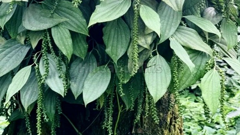 ₹20 Cr&nbsp;|&nbsp;25 acres coffee estate for sale  in sakleshpur near chikmagalur