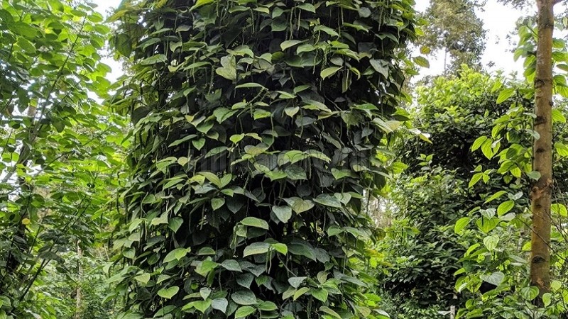 ₹20 Cr&nbsp;|&nbsp;25 acres coffee estate for sale  in sakleshpur near chikmagalur