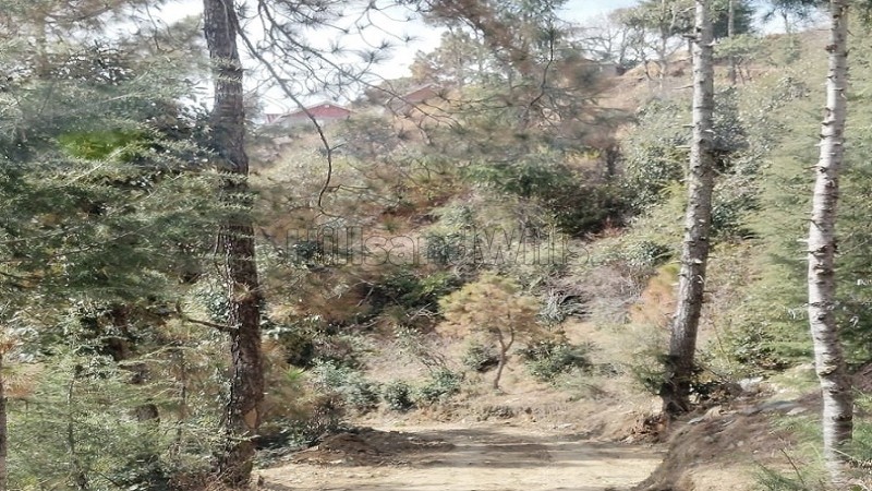 ₹1 Lac&nbsp;|&nbsp;15 biswa residential plot for lease  in chail shimla