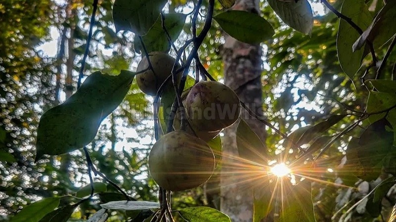 ₹1.20 Cr | 2 acres agriculture land for sale in vellathooval idukki