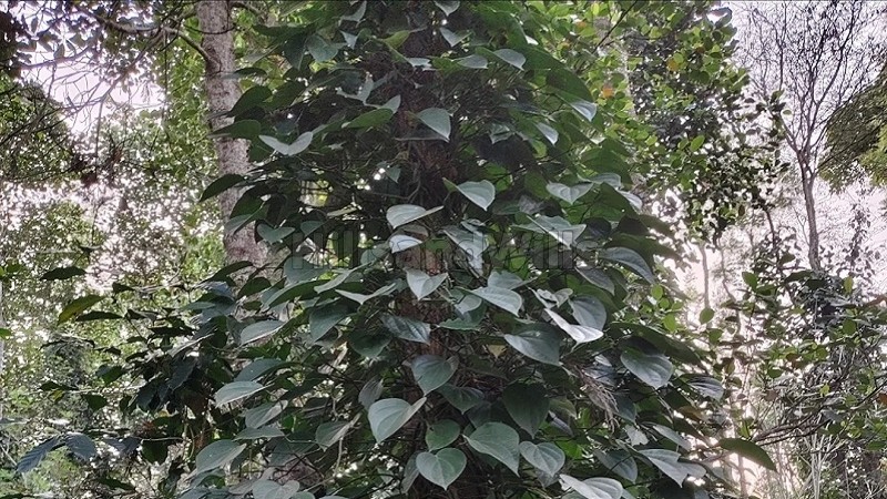 ₹69 Lac&nbsp;|&nbsp;1.45 acres  pepper farm for sale  in semmedu kolli hills