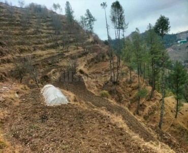 38 acres  apple orchard for sale  in theog shimla