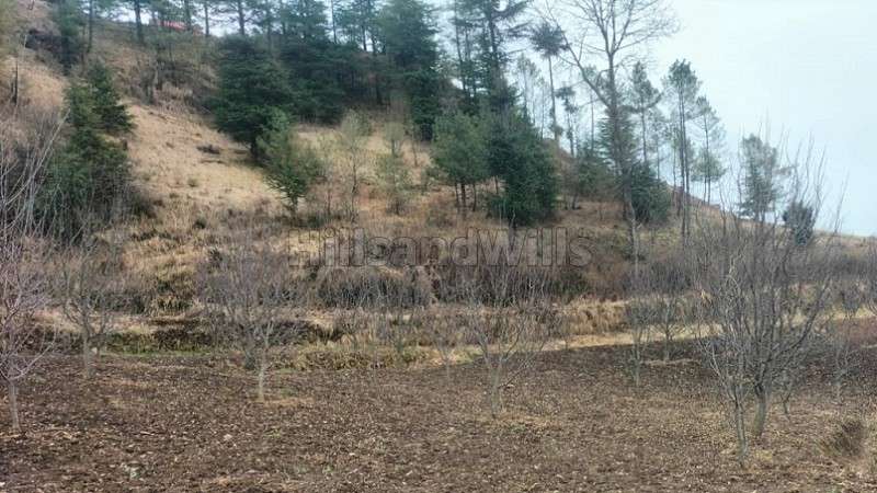 ₹20 Cr&nbsp;|&nbsp;38 acres  apple orchard for sale  in theog shimla
