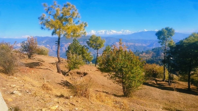 ₹50 Lac&nbsp;|&nbsp;10500 sq.ft.  residential land for sale  in palna, almora near nainital