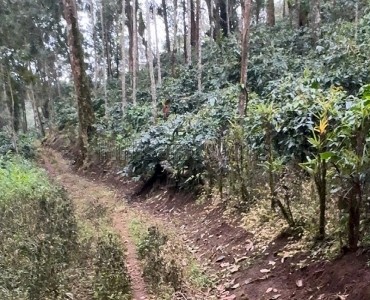 2.22 acres  coffee land for sale  in koothi coorg
