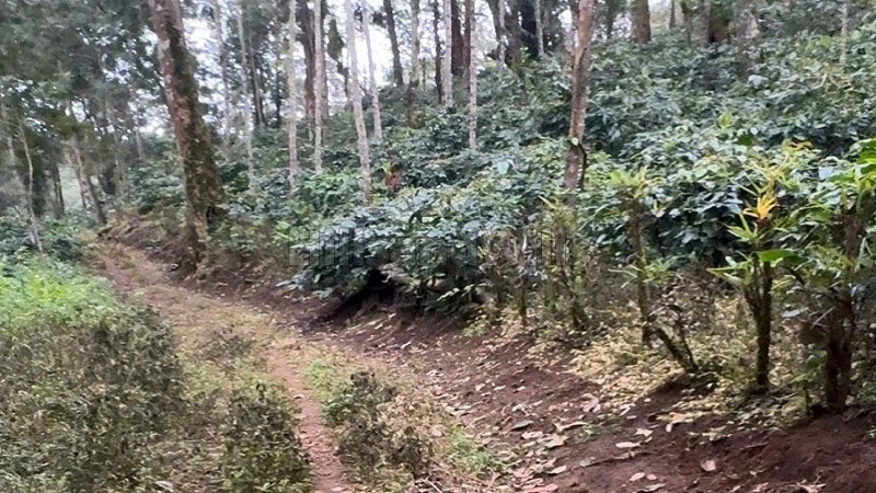 ₹70 Lac | 2.22 acres coffee land for sale in koothi coorg