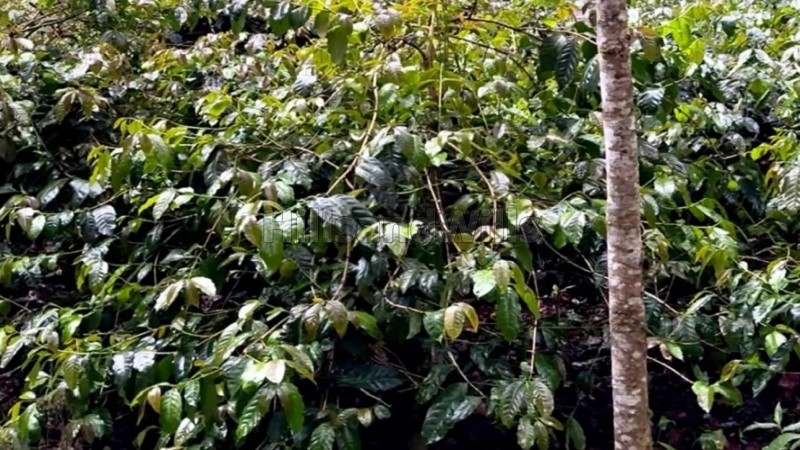 ₹70 Lac | 2.22 acres coffee land for sale in koothi coorg