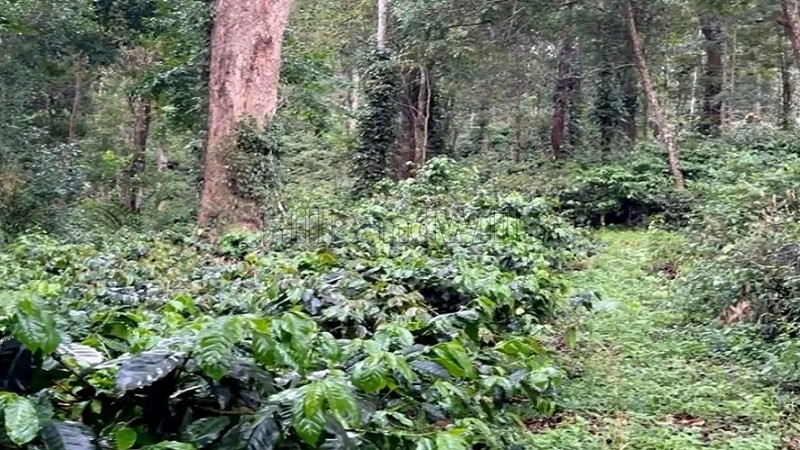 ₹70 Lac | 2.22 acres coffee land for sale in koothi coorg