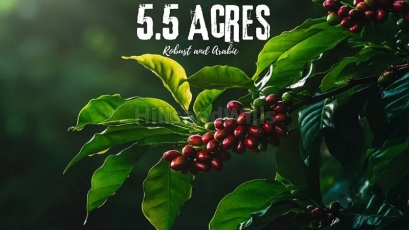 ₹1.92 Cr&nbsp;|&nbsp;5.5 acres agriculture land for sale  in joldal road chikmagalur