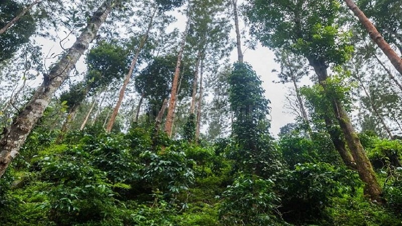 ₹3.20 Cr&nbsp;|&nbsp;4 acres coffee estate for sale  in chikmagalur