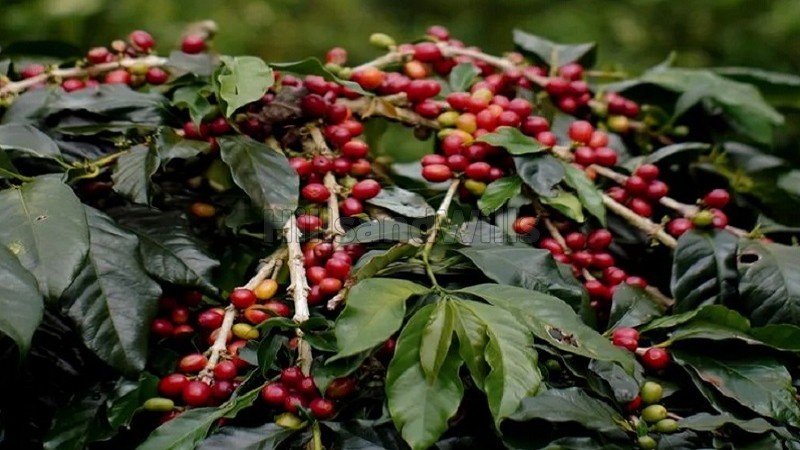 ₹3 Cr | 5.5 acres coffee estate for sale in joldal road chikmagalur