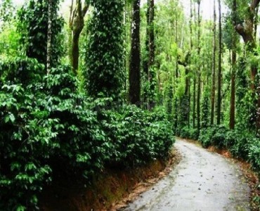 5 acres coffee estate for sale  in mudigere chikmagalur