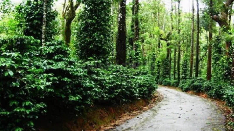 ₹2 Cr&nbsp;|&nbsp;5 acres coffee estate for sale  in mudigere chikmagalur