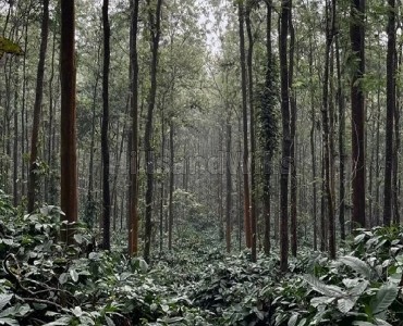 5 acres coffee estate for sale  near chikmagalur
