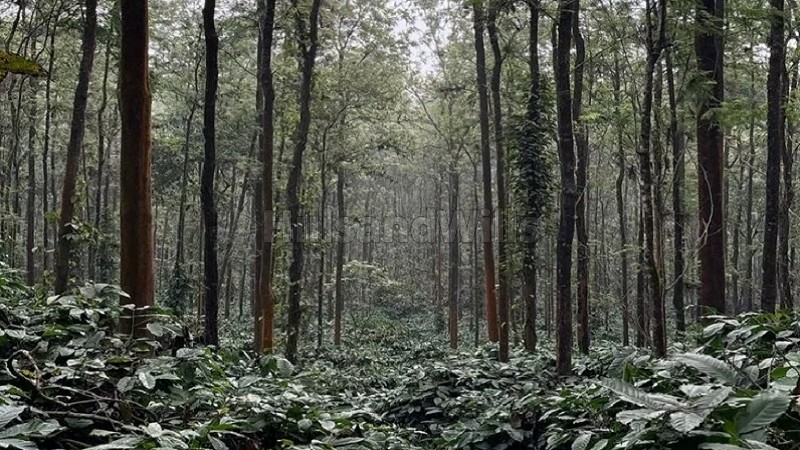 ₹1.75 Cr&nbsp;|&nbsp;5 acres coffee estate for sale  near chikmagalur