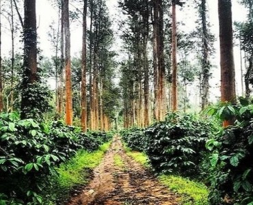 15 acres coffee estate for sale  in chikmagalur
