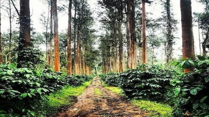 ₹5.25 Cr | 15 acres coffee estate for sale in chikmagalur